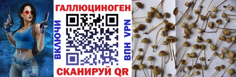 цены наркотик  блэк спрут ONION  Псилоцибиновые грибы Magic Shrooms  Давлеканово 